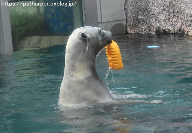 2018年8月 とくしま動物園 その2_a0052986_19265733.jpg