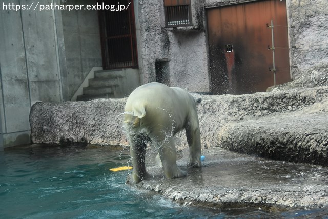 2018年8月 とくしま動物園 その2_a0052986_19275032.jpg