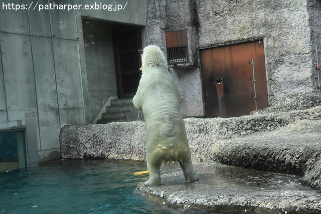 2018年8月 とくしま動物園 その2_a0052986_19281034.jpg