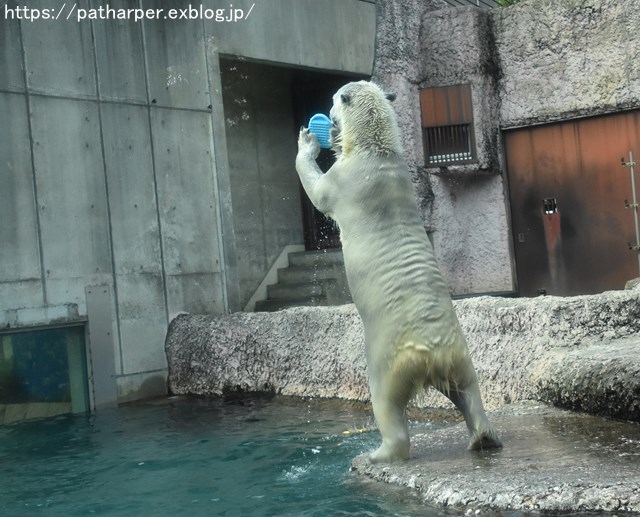 2018年8月 とくしま動物園 その2_a0052986_1928211.jpg