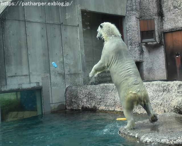 2018年8月 とくしま動物園 その2_a0052986_19283656.jpg