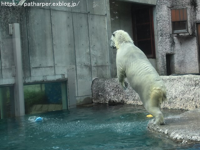 2018年8月 とくしま動物園 その2_a0052986_19284524.jpg