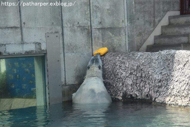 2018年8月 とくしま動物園 その2_a0052986_1931278.jpg