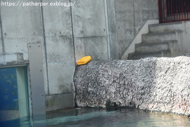 2018年8月 とくしま動物園 その2_a0052986_19314982.jpg