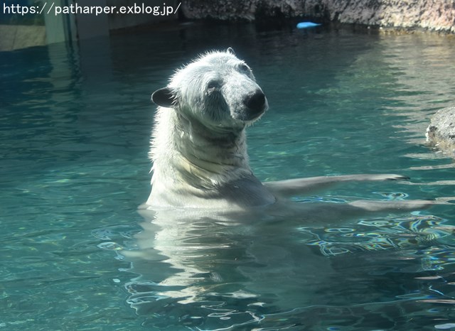 2018年8月 とくしま動物園 その2_a0052986_19363818.jpg