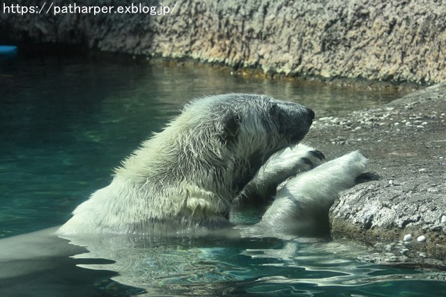 2018年8月 とくしま動物園 その2_a0052986_19365154.jpg