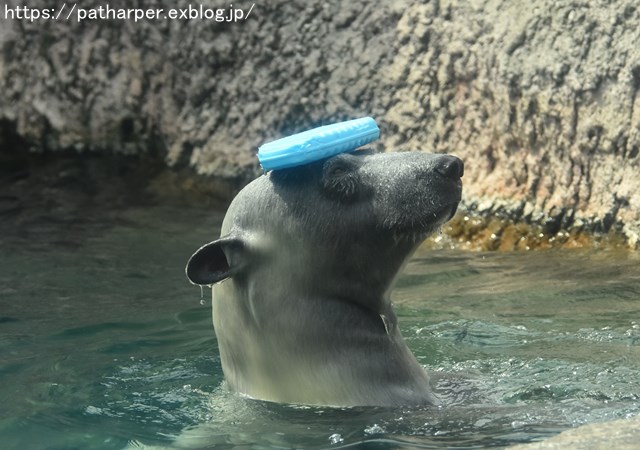 2018年8月 とくしま動物園 その2_a0052986_19372363.jpg