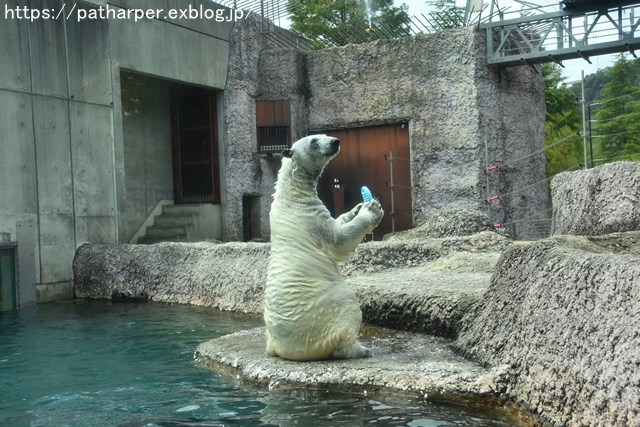 2018年8月 とくしま動物園 その2_a0052986_19374484.jpg