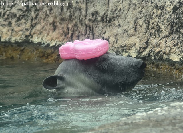 2018年8月 とくしま動物園 その2_a0052986_19383718.jpg