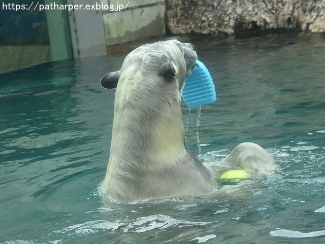 2018年8月 とくしま動物園 その2_a0052986_19385726.jpg
