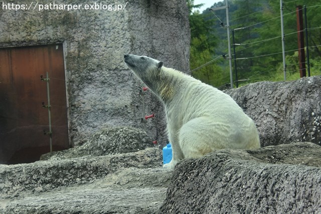 2018年8月 とくしま動物園 その2_a0052986_19392024.jpg