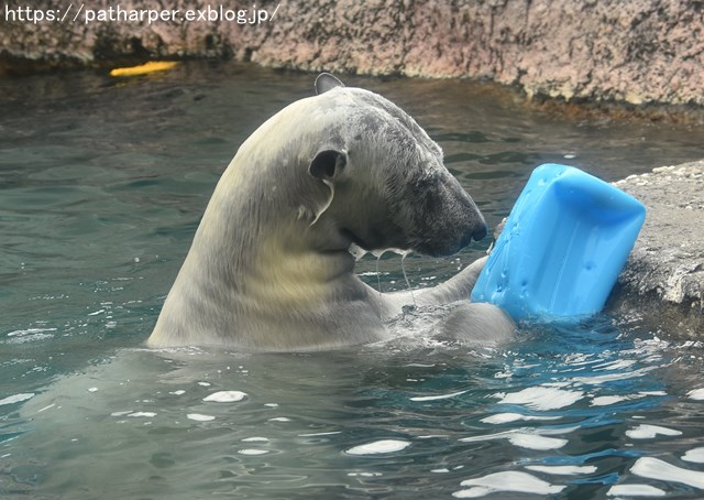 2018年8月 とくしま動物園 その2_a0052986_19394511.jpg