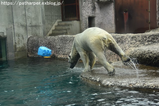 2018年8月 とくしま動物園 その2_a0052986_19401547.jpg