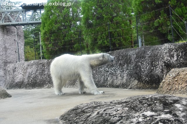 2018年8月 とくしま動物園 その2_a0052986_19403672.jpg