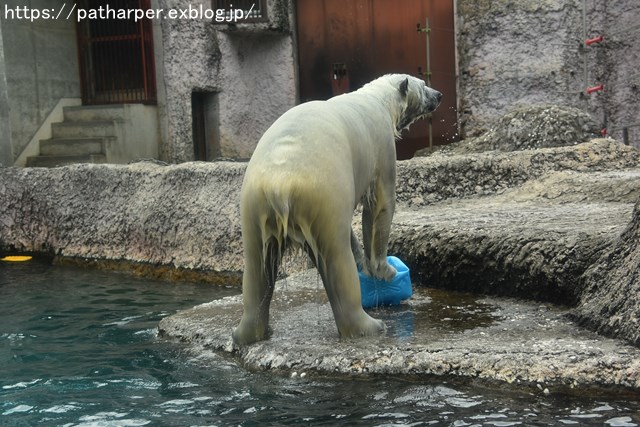 2018年8月 とくしま動物園 その2_a0052986_1940393.jpg