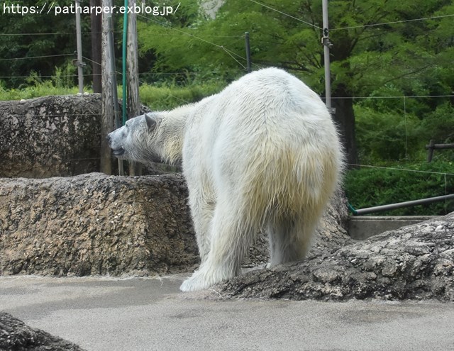 2018年8月 とくしま動物園 その2_a0052986_19405615.jpg