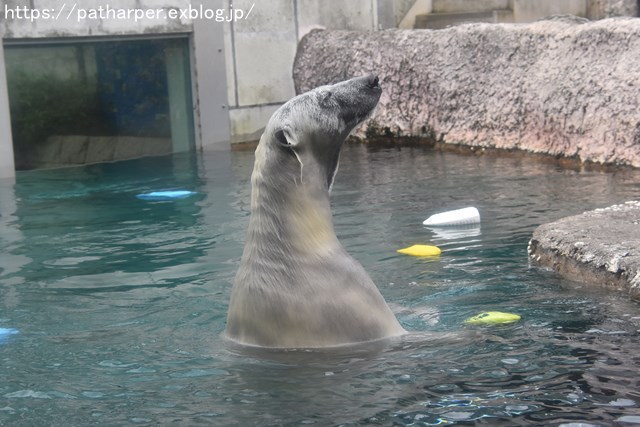 2018年8月 とくしま動物園 その2_a0052986_19412227.jpg