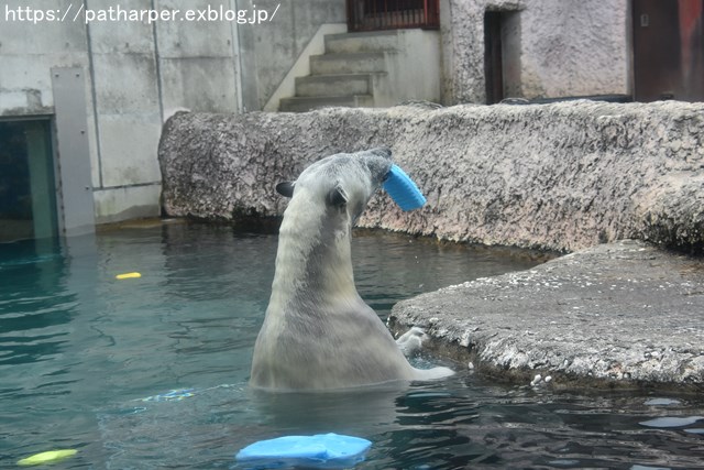 2018年8月 とくしま動物園 その2_a0052986_19414766.jpg