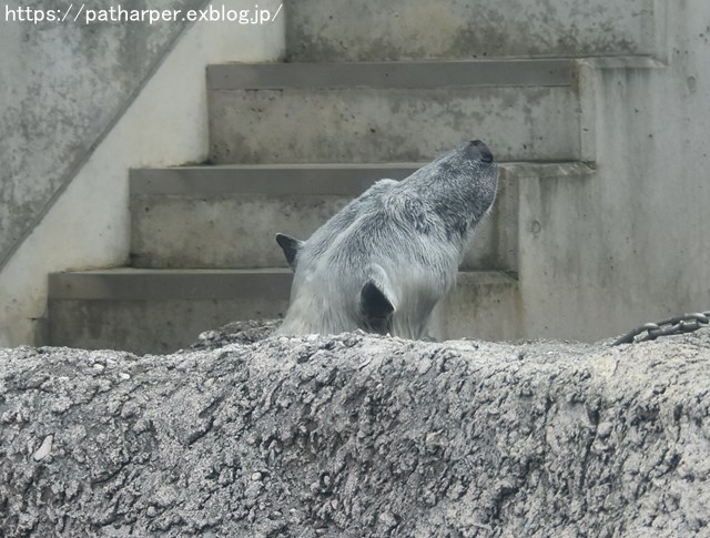 2018年8月 とくしま動物園 その2_a0052986_19422352.jpg