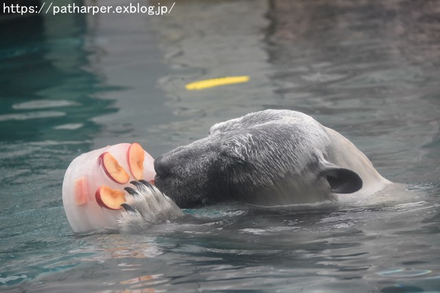 2018年8月 とくしま動物園 その2_a0052986_1944224.jpg