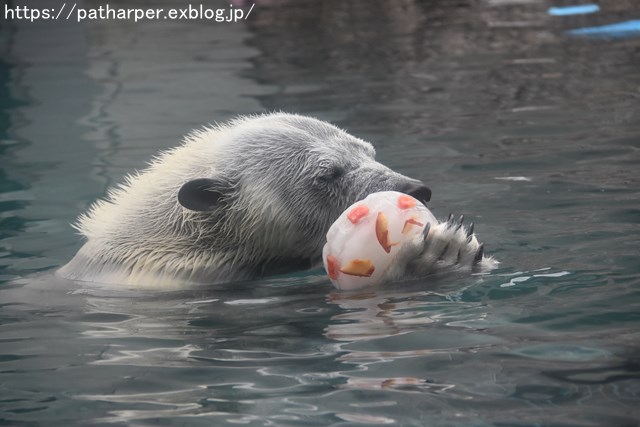 2018年8月 とくしま動物園 その2_a0052986_1944519.jpg