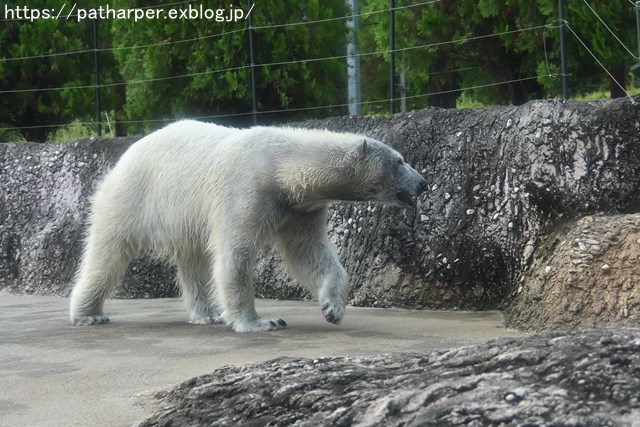 2018年8月 とくしま動物園 その2_a0052986_19452590.jpg