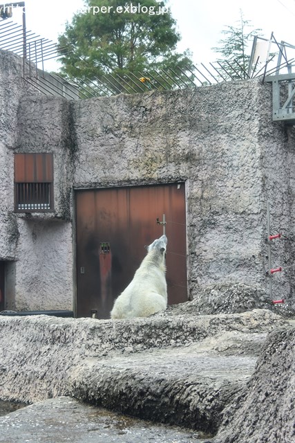 2018年8月 とくしま動物園 その2_a0052986_19453671.jpg