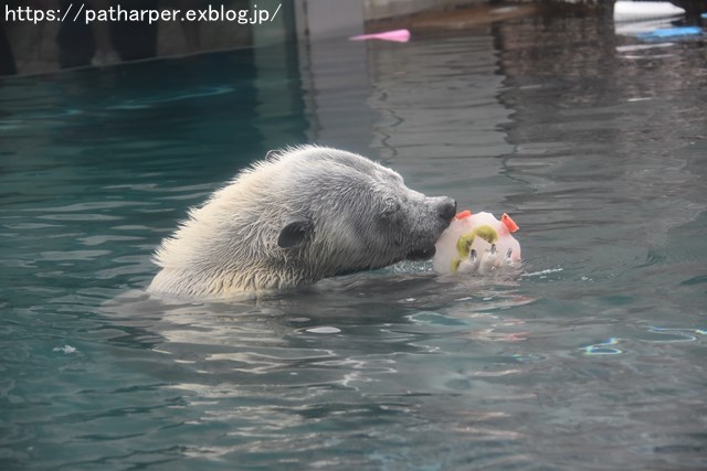 2018年8月 とくしま動物園 その2_a0052986_1945619.jpg
