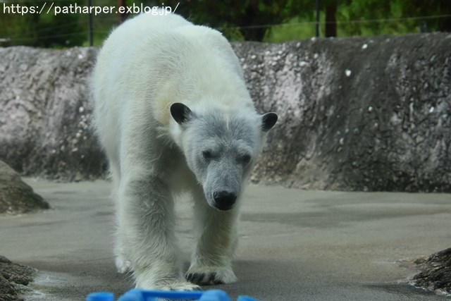 2018年8月 とくしま動物園 その2_a0052986_197178.jpg
