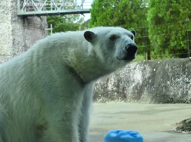 2018年8月 とくしま動物園 その2_a0052986_1985538.jpg