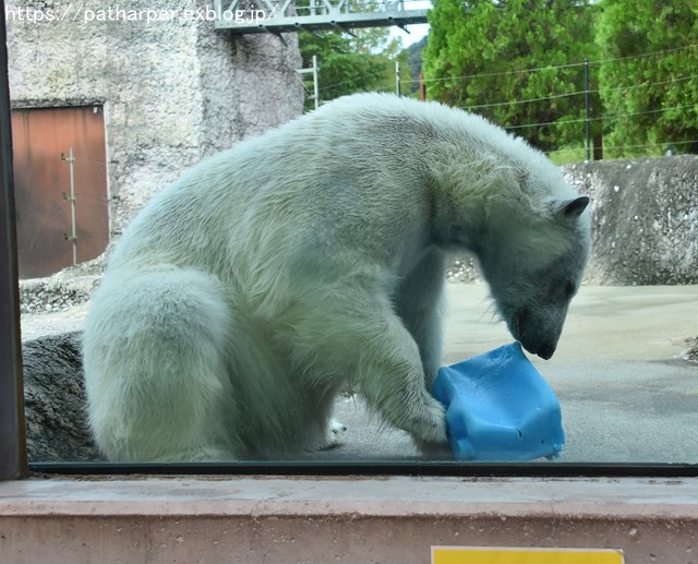 2018年8月 とくしま動物園 その2_a0052986_1995237.jpg