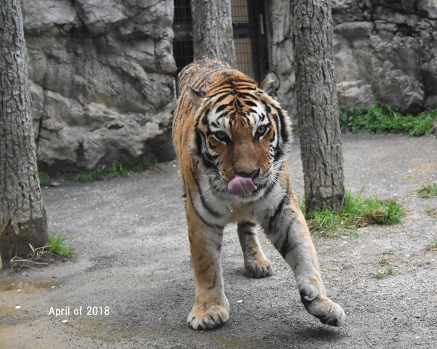 ２０１８年９月　アムールトラのナナ＠日本平動物園_a0052986_840185.jpg