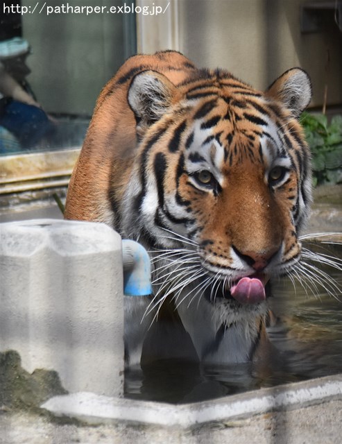 ２０１８年９月　アムールトラのナナ＠日本平動物園_a0052986_8444626.jpg