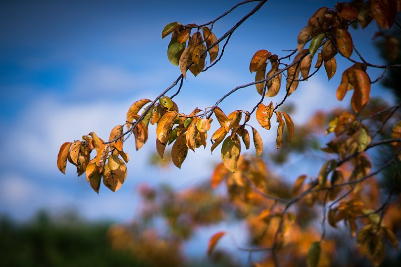 Persimmon Leaves In Colors Of Harvest_d0353489_20195518.jpg