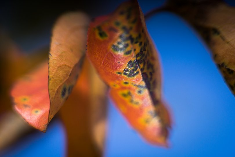 Persimmon Leaves In Colors Of Harvest_d0353489_20204589.jpg