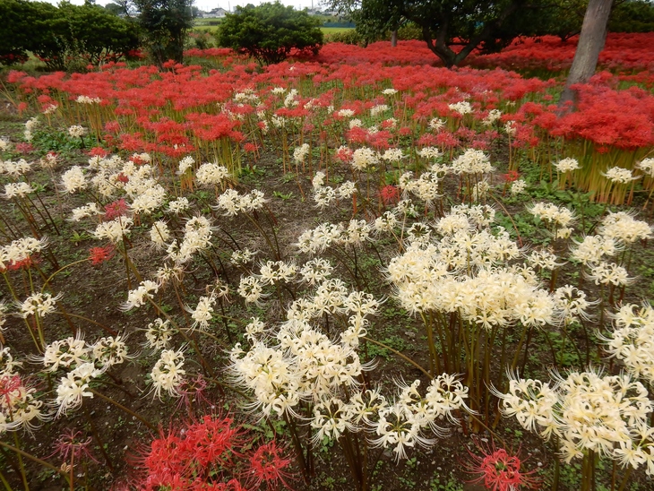 恩林寺の彼岸花祭り 群馬県邑楽郡邑楽町 Lotus 御朱印紀行2 恩林寺の彼岸花祭り 群馬県邑楽郡邑楽町 Lotus 御朱印紀行2