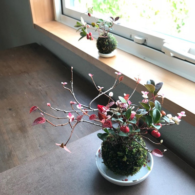 ハツユキカズラとチェッカーベリーの苔玉 Mizuaoi