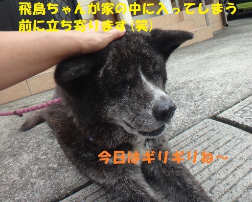 毒キノコにご用心 もももの部屋 怖がりで攻撃性の高い秋田犬のタイガ 老犬雑種のベスの共同生活 保護活動の記録です 時々お空のモカも登場