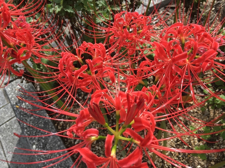 現実の1ケ月 NO.602_c0102513_22100860.jpeg
