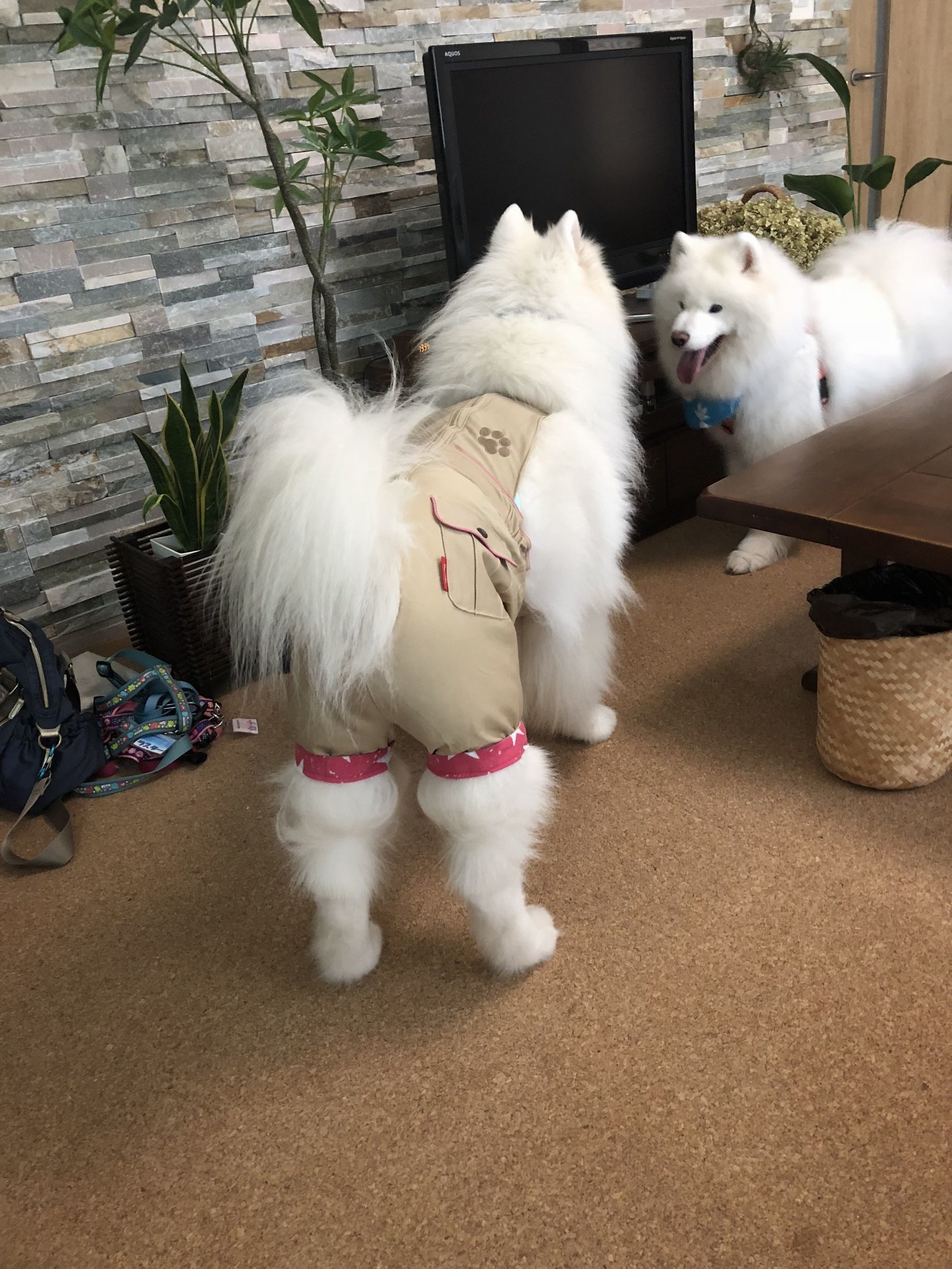 アイルちゃんちへ_f0128542_02053652.jpg