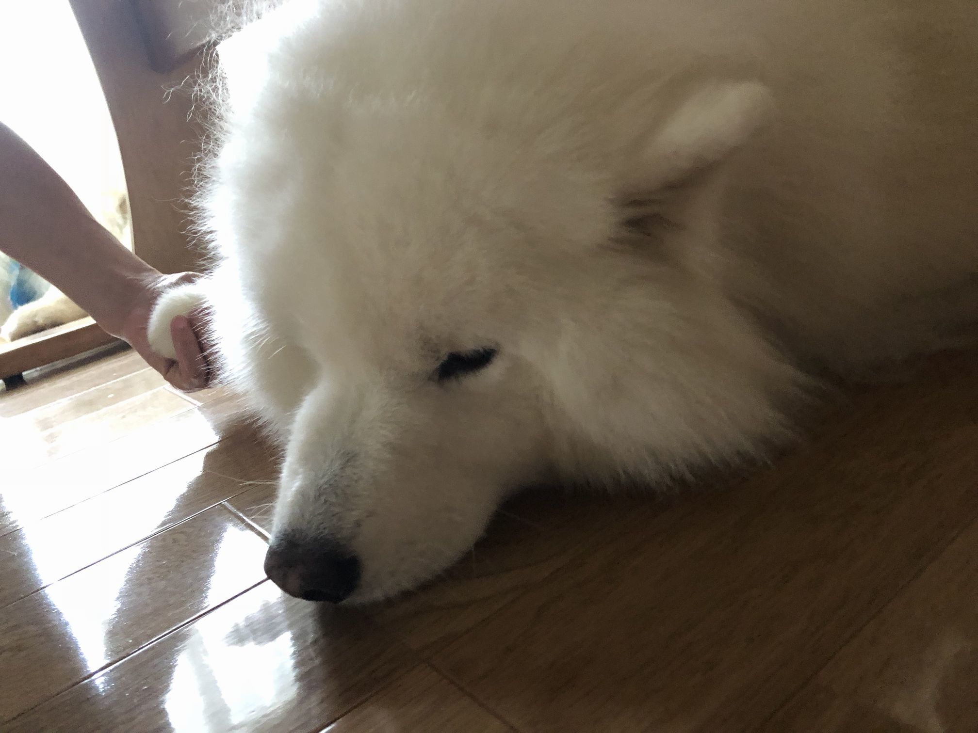 アイルちゃんちへ_f0128542_02095279.jpg