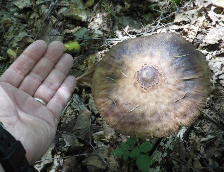 e0172950_2121133.jpg
