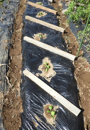 e0172950_21444226.jpg