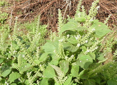 e0172950_2144755.jpg