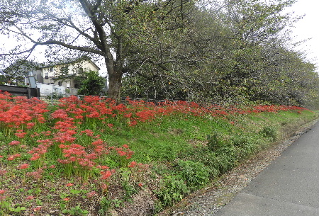 見沼代用水の曼珠沙華ポタ見_e0172950_2202971.jpg