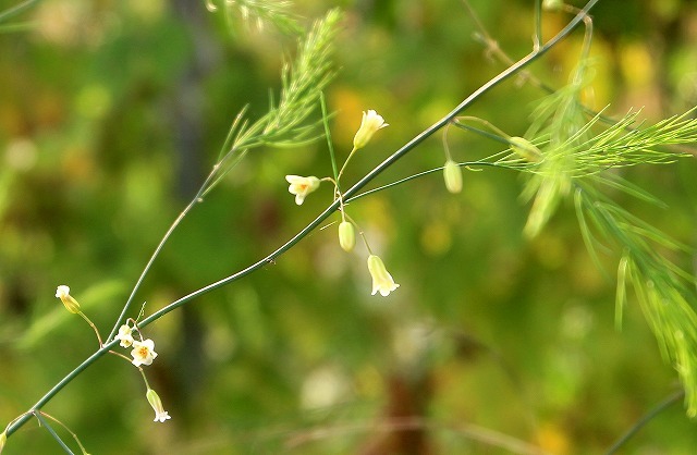 アスパラガスの花 続 阿波の国から