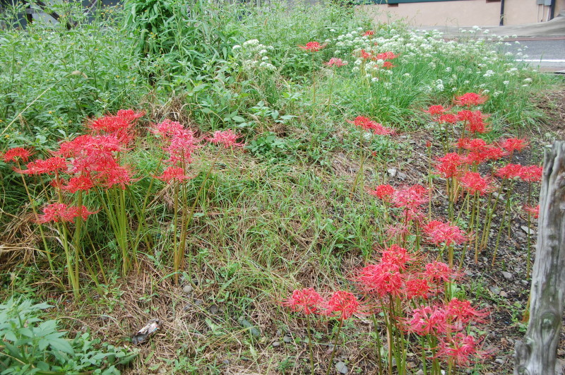 サツマイモ掘り・・・我が家の菜園_c0108460_18293885.jpg