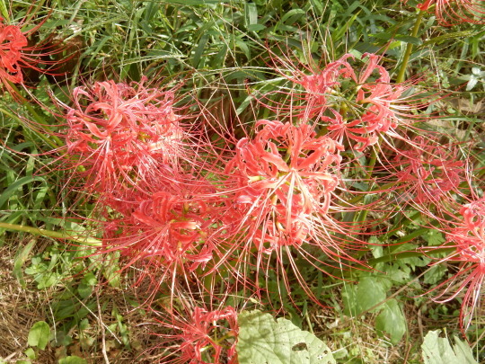 ’18,9,25(火)十五夜と曼珠沙華!_f0060461_08263274.jpg