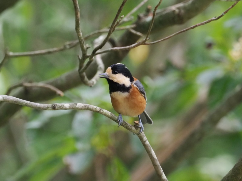 西湖 野鳥の森公園にて コーヒー党の野鳥と自然 パート2 西湖 野鳥の森公園にて コーヒー党の野鳥と自然 パート2