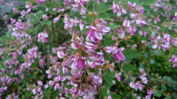 c0212083_16295001.jpg